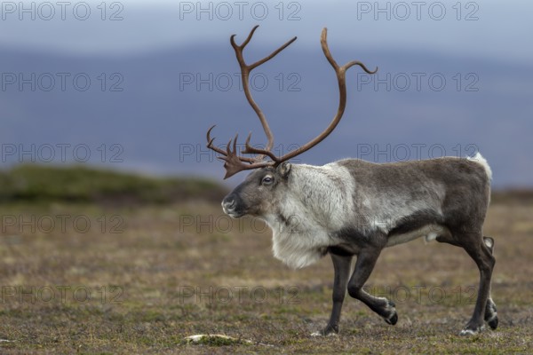 During the rut, reindeer bulls (Rangifer tarandus) are almost constantly on the move, rut, autumn,