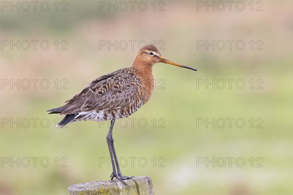 Black-tailed godwit (limosa limosa), on a perch, on a fence post, snipe birds, wildlife, nature