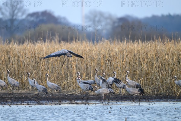 Cranes at the water (grus grus), one flies over the rest in the background withered mouse, Dümmer