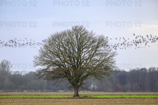 Lone oak tree (Quercus robur) with flock of birds in the sky, Dümmer nature park Park, Lower