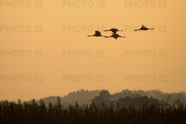 Cranes (Grus grus) flying towards the horizon over a tree-lined landscape, Dümmer nature park Park,