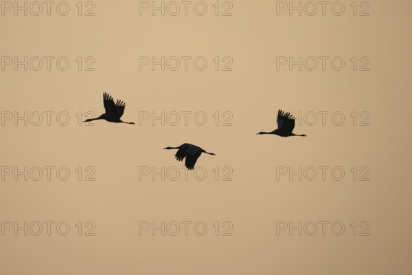 Three cranes (Grus grus) flying at a steady pace against the evening sky, Dümmer nature park Park,