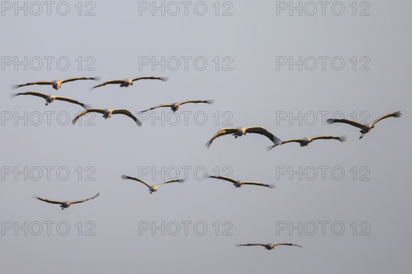 Cranes (grus grus) flying in formation against a cloudless sky, Dümmer nature park Park, Lower