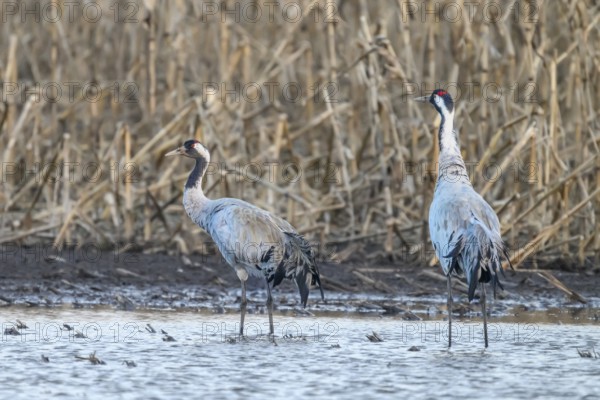 Two cranes (Grus grus) standing at the water's edge in front of reeds, Dümmer nature park Park,