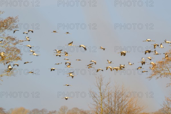 Large group of cranes (Grus grus) in the air over landscape and trees, Dümmer nature park Park,