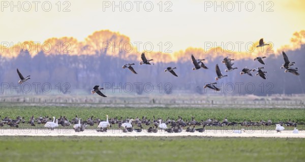 Flock of northern white-fronted geese (Anser albifrons) in flight over a meadow with puddles on