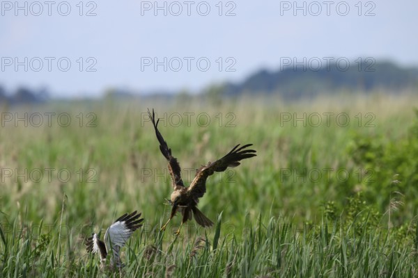 Marsh harrier (Circus aeruginosus) adult female in the air with outstretched wings against a light