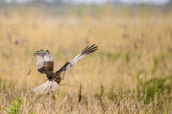 Marsh harrier (Circus aeruginosus) in the air with spread wings hovering over a field with reeds,