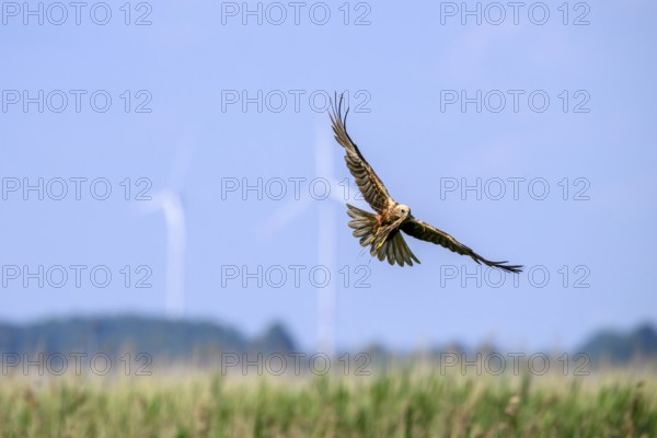 Marsh harrier (Circus aeruginosus) adult female in the air with outstretched wings against a light