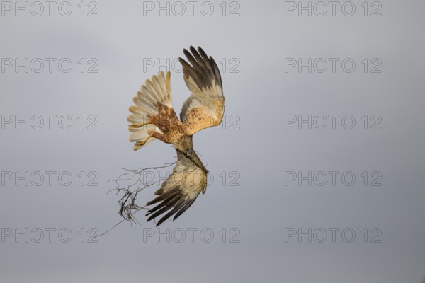 Marsh harrier (Circus aeruginosus) adult male in the air with outstretched wings against a