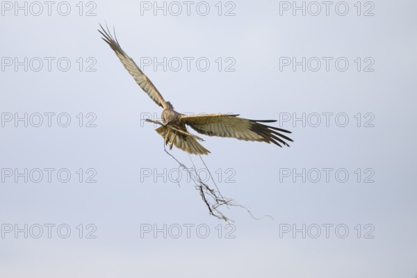 Marsh harrier (Circus aeruginosus) adult male in the air with outstretched wings against a white