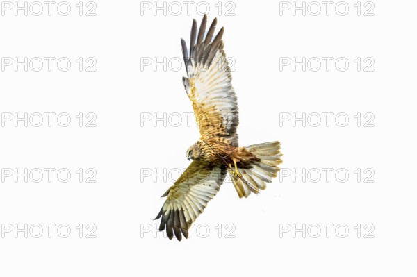 Marsh harrier (Circus aeruginosus) in the air with outstretched wings against a white background,