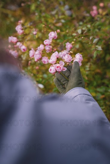 Person in winter clothes admiring pink blossoms in the countryside, Herrenberg, Böblingen district,