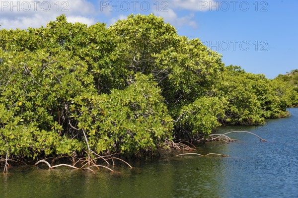 Stilt mangrove (Rhizophora stylosa) stands in lagoon of island in Western Pacific, Pacific Ocean,