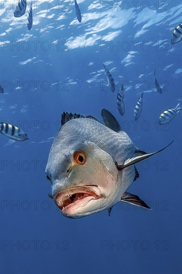Mangrove snapper (Lutjanus argentimaculatus) swims towards the observer showing pointed teeth,