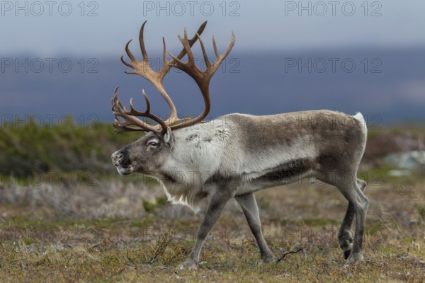 A reindeer bull (Rangifer tarandus) walks across the autumn tundra during the rut, rut, autumn,