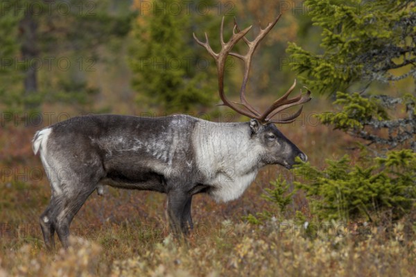 A reindeer bull (Rangifer tarandus) stands relaxed in the taiga, rut, autumn, Sweden