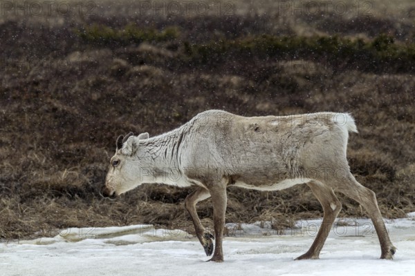 The thick fur protects the reindeer cow (Rangifer tarandus) from snow and cold, snow, snowfall,