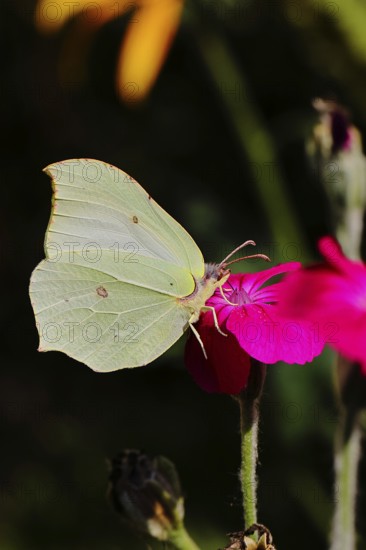 Lemon butterfly (Gonepteryx rhamny) on crown campion (Lychnis coronaria), in a nature garden,