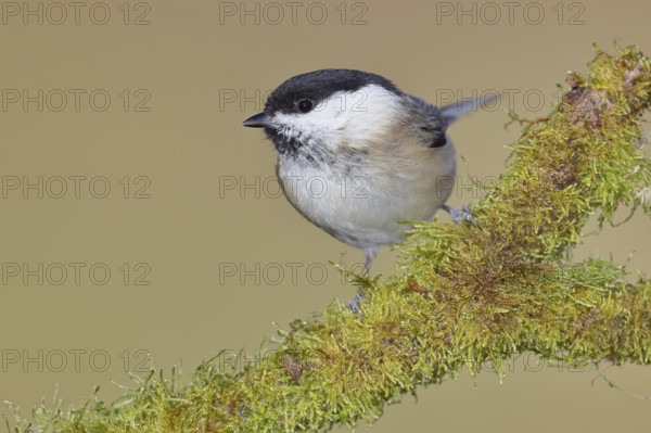 Willow Tit (Parus montanus), Willow Tit (Parus montanus) sitting on a branch overgrown with moss,