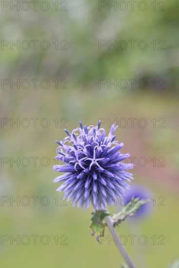 Blue globe thistle (Echinops ritro), flower, ornamental plant in a garden, Wilnsdorf, North