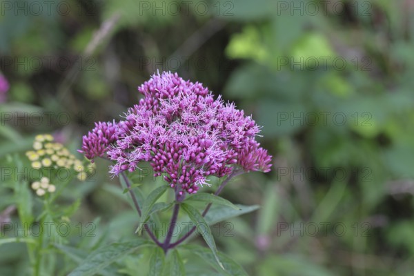 Hemp agrimony (Asteraceae), water hemp, Kunigundenkraut, flowering on a forest path, summer,