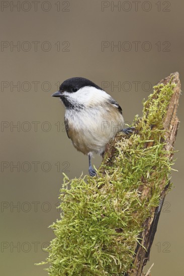 Willow Tit (Parus montanus), Willow Tit (Parus montanus) sitting on a branch overgrown with moss,