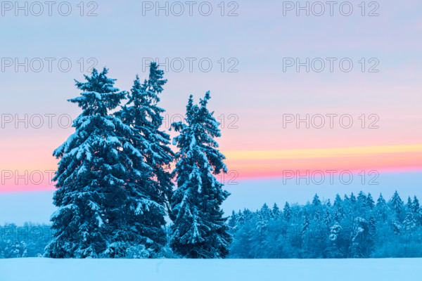 Winter spruces (Picea), pine family (Pinaceae), snow, winter, dawn, Leibertingen, Danube valley,