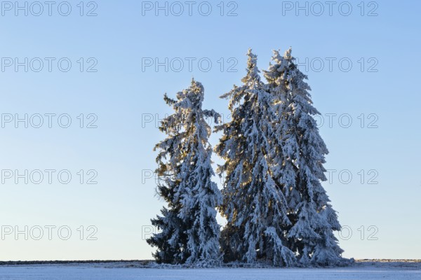 Spruce (Picea), Pine (Pinaceae), frost, hoarfrost, winter, Leibertingen, Upper Danube nature park