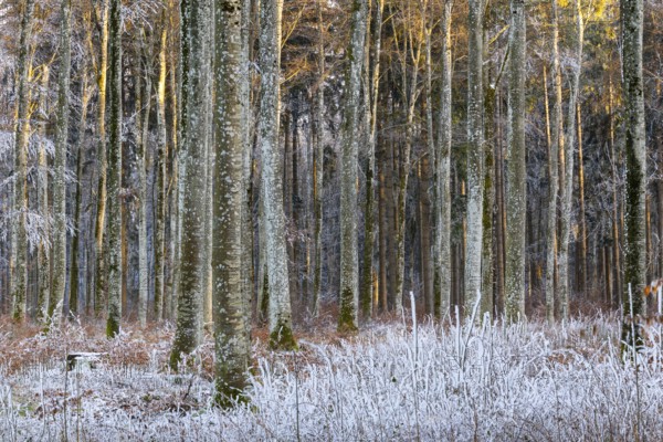 Beech forest (Fagus), beech family (Fagaceae), frost, rime, winter, Leibertingen, Upper Danube