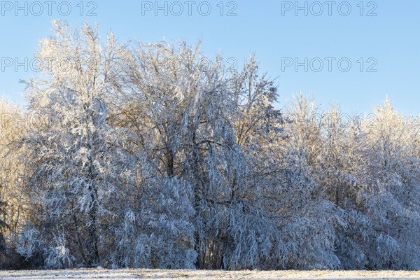 Beech (Fagus), beech family (Fagaceae), forest edge, frost, hoarfrost, winter, Leibertingen, Upper