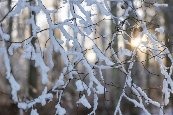 Beech branch (Fagus), beech family (Fagaceae), forest edge, sun, frost, hoarfrost, winter,