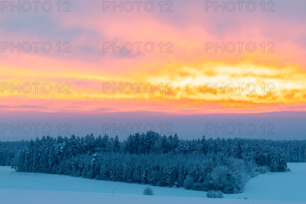 Winter forest, spruce (Picea), pine (Pinaceae), snow, winter, dawn, Leibertingen, Danube valley,