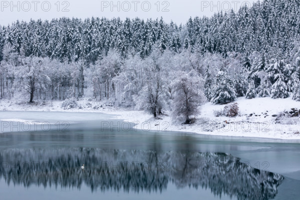 Mixed forest reflecting on water, frost, hoarfrost, winter, ice, lake, Laiz, Upper Danube nature