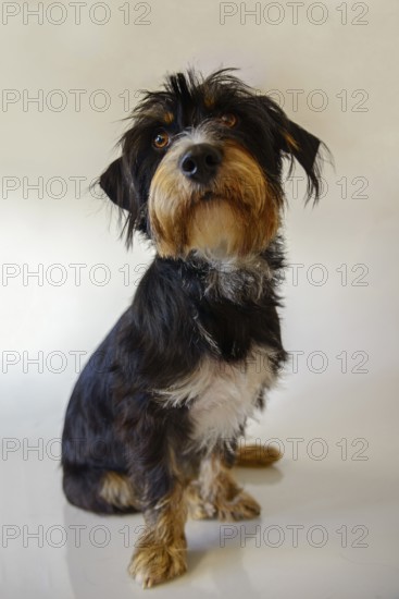 A dog sitting in front of a white background, mixed breed dog, wire-haired dachshund