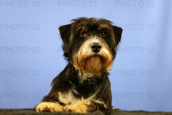 A dog with calm facial expression in front of a blue wall, mixed breed dog, wire-haired dachshund