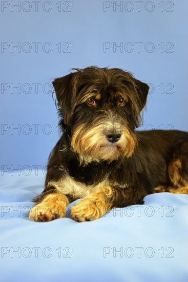 An attention-looking black and brown dog lying on a blue background, mixed breed dog, wire-haired