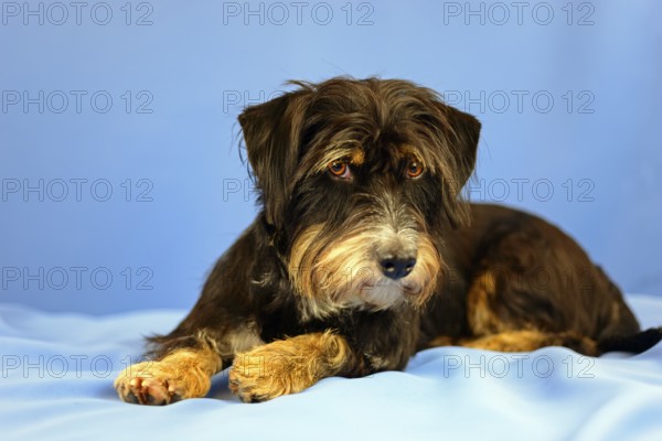 A black and brown dog is lying relaxed on a blue background, mixed breed dog, wire-haired dachshund