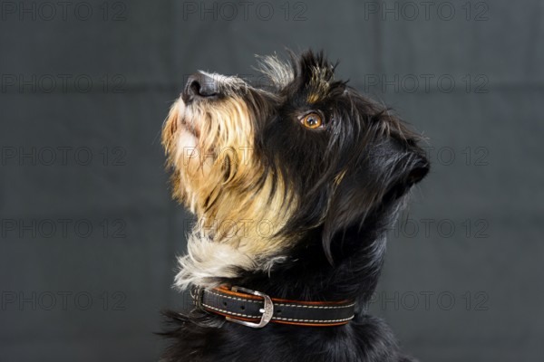 A dog looks up against a dark background, mixed breed dog, wire-haired dachshund terrier-Havanese