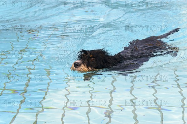 A dog swims through the pool, dog swimming in the outdoor pool, mixed breed, mixed breed dog,