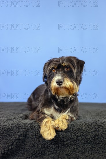 A dog lies attentively on a black blanket, in front of a blue wall, mixed breed dog, wire-haired