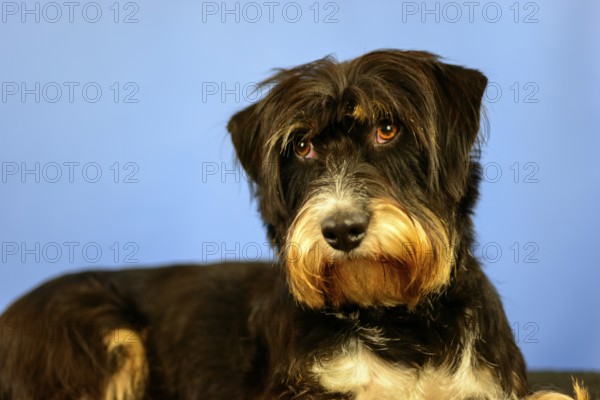 A dog looks expectantly at the camera in front of a blue wall, mixed breed dog, wire-haired