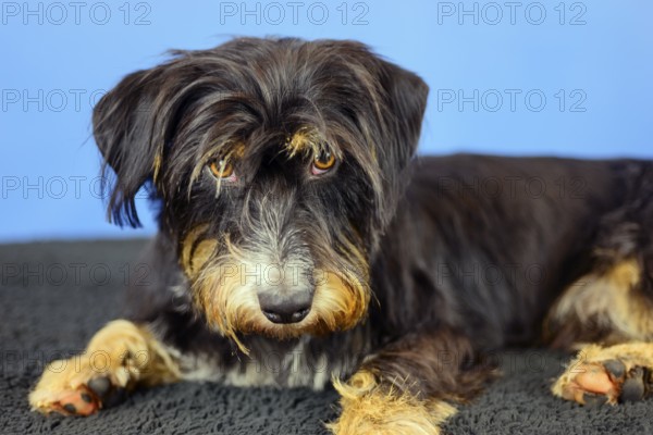 The dog lies relaxed in front of a blue wall and looks attentively, mixed breed dog, wire-haired
