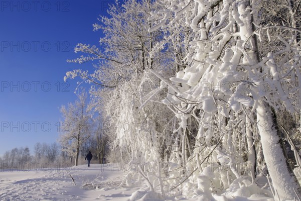 Winter landscape, snow, trees, path, single walker, blue, white, Winterberg, North
