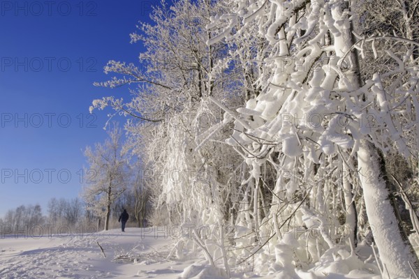 Winter landscape, snow, trees, path, individual walker, Winterberg, North Rhine-Westphalia,