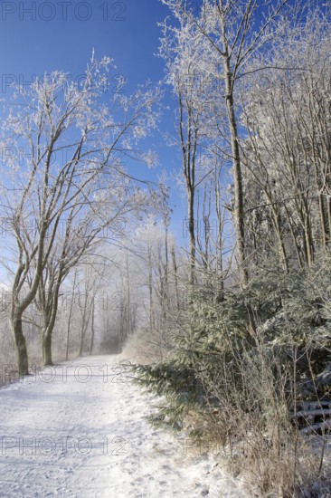 Winter landscape, snow, trees, path, Winterberg, North Rhine-Westphalia, Germany, A lonely snowy