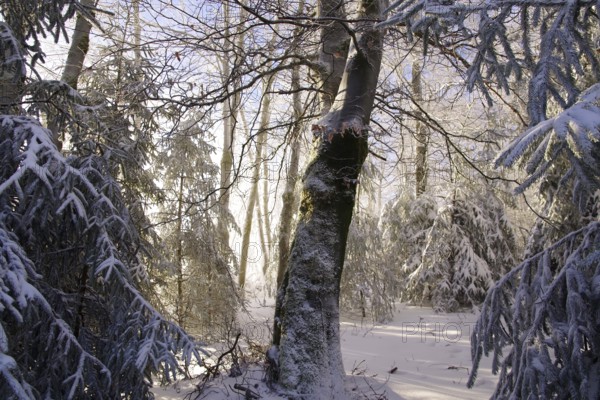 Winter landscape, snow, lighting atmosphere, forest, Winterberg, North Rhine-Westphalia, Germany,
