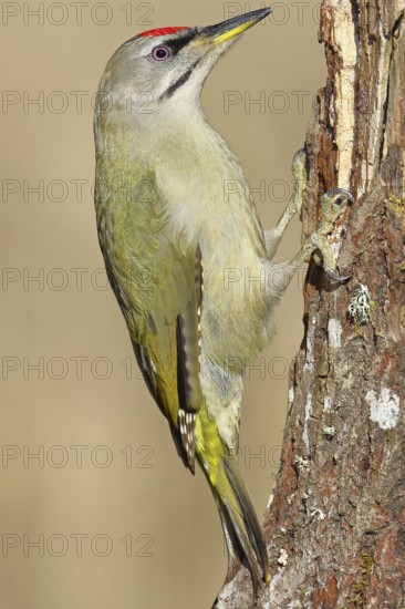 Grey-headed woodpecker (Picus canus), male sitting on a tree stump overgrown with moss and lichen,