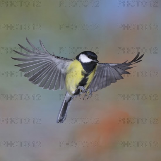 Great tit (Parus major), male in flight, high-speed aerial photograph Wilnsdorf, North