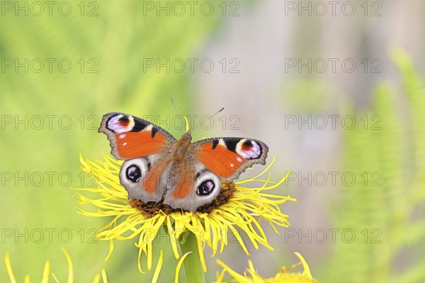 Peacock butterfly (Aglais io), on a yellow flower of a Great Telekie (Telekia speciosa), Wilnsdorf,